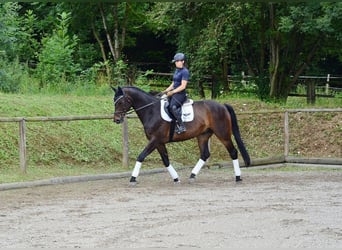 Westphalian, Gelding, 12 years, 17 hh, Brown