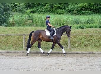 Westphalian, Gelding, 12 years, 17 hh, Brown