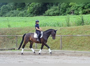 Westphalian, Gelding, 12 years, 17 hh, Brown