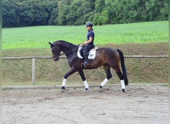 Westphalian, Gelding, 12 years, 17 hh, Brown