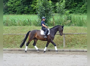 Westphalian, Gelding, 12 years, 17 hh, Brown