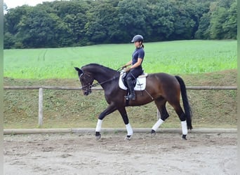 Westphalian, Gelding, 12 years, 17 hh, Brown
