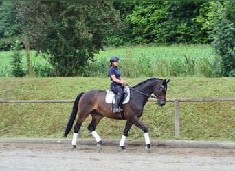Westphalian, Gelding, 12 years, 17 hh, Brown
