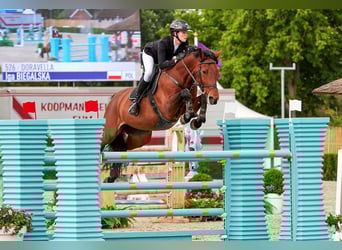 Westphalian, Gelding, 12 years, 17 hh, Brown