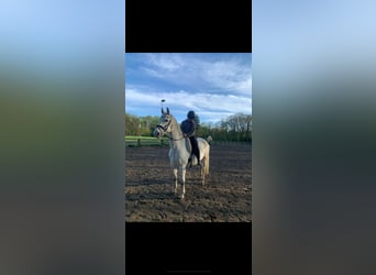 Westphalian, Gelding, 13 years, 15.2 hh, Gray
