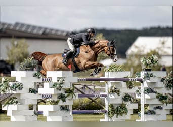 Westphalian, Gelding, 13 years, 16.1 hh, Brown