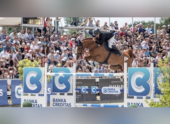 Westphalian, Gelding, 13 years, 16.1 hh, Brown