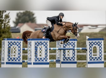 Westphalian, Gelding, 13 years, 16.1 hh, Brown