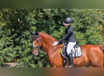 Westphalian, Gelding, 13 years, 16.1 hh, Chestnut-Red