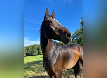 Westphalian, Gelding, 13 years, 16,2 hh, Bay-Dark