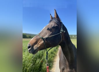 Westphalian, Gelding, 13 years, 16,2 hh, Bay-Dark