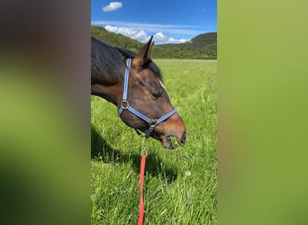 Westphalian, Gelding, 13 years, 16,2 hh, Bay-Dark