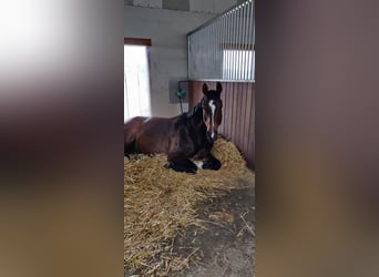 Westphalian, Gelding, 13 years, 16,2 hh, Bay-Dark