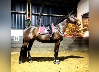 Westphalian, Gelding, 13 years, 16.3 hh, Bay-Dark