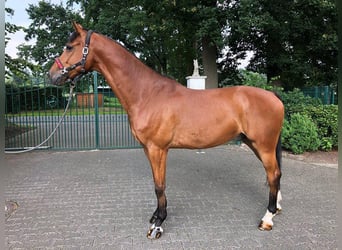 Westphalian, Gelding, 13 years, 16.3 hh, Brown