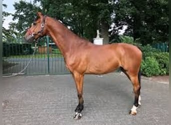 Westphalian, Gelding, 13 years, 16.3 hh, Brown