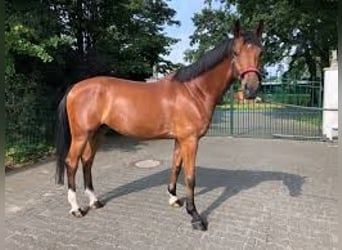 Westphalian, Gelding, 13 years, 16.3 hh, Brown