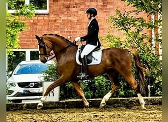 Westphalian, Gelding, 13 years, 16,3 hh, Chestnut