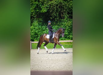 Westphalian, Gelding, 13 years, 16 hh, Black