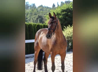 Westphalian, Gelding, 13 years, 16,1 hh, Brown