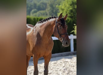 Westphalian, Gelding, 13 years, 16,1 hh, Brown