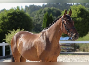 Westphalian, Gelding, 13 years, 16,1 hh, Brown
