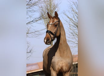 Westphalian, Gelding, 13 years, 16,1 hh, Chestnut