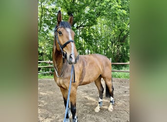 Westphalian, Gelding, 13 years, 17,2 hh, Brown