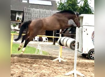 Westphalian, Gelding, 13 years, 17,2 hh, Brown