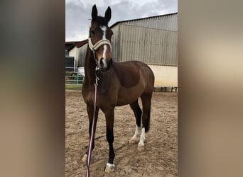 Westphalian, Gelding, 13 years, 17,2 hh, Brown