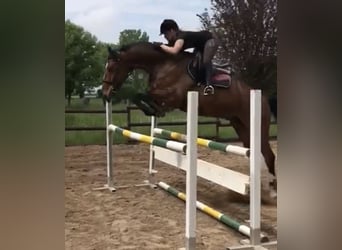 Westphalian, Gelding, 13 years, 17,2 hh, Brown