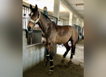 Westphalian, Gelding, 13 years, 17,2 hh, Brown