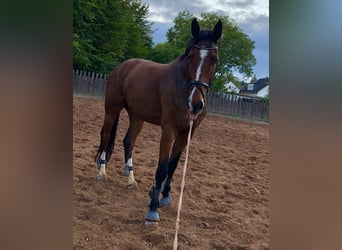 Westphalian, Gelding, 13 years, 17,2 hh, Brown