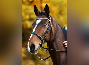 Westphalian, Gelding, 13 years, 17,2 hh, Brown