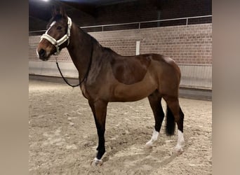 Westphalian, Gelding, 13 years, 17,2 hh, Brown