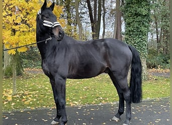 Westphalian, Gelding, 13 years, 17.3 hh, Bay-Dark