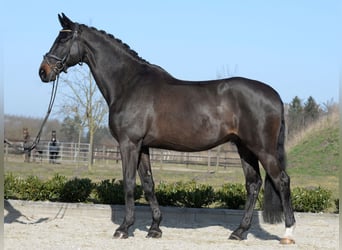 Westphalian, Gelding, 13 years, 17 hh, Bay-Dark