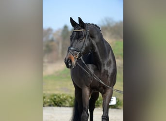 Westphalian, Gelding, 13 years, 17 hh, Bay-Dark