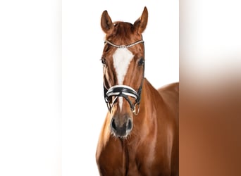 Westphalian, Gelding, 13 years, 17 hh, Chestnut-Red