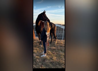 Westphalian, Gelding, 13 years, 17,2 hh, Black