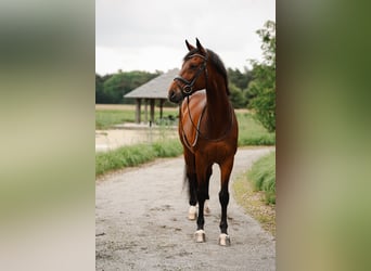 Westphalian, Gelding, 14 years, 16.1 hh, Brown