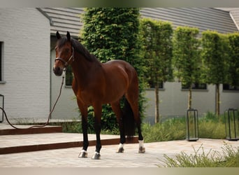 Westphalian, Gelding, 14 years, 16.1 hh, Brown