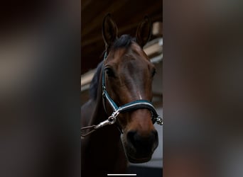 Westphalian, Gelding, 14 years, 16,2 hh, Brown