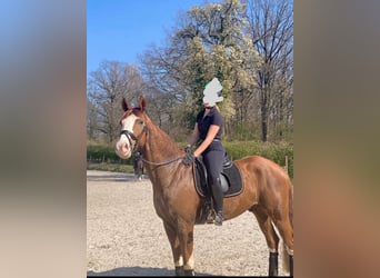 Westphalian, Gelding, 14 years, 16.3 hh, Chestnut