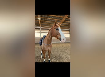 Westphalian, Gelding, 14 years, 16.3 hh, Chestnut