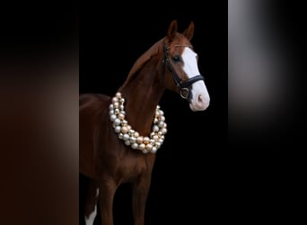 Westphalian, Gelding, 14 years, 16.3 hh, Chestnut