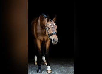 Westphalian, Gelding, 14 years, 16.3 hh