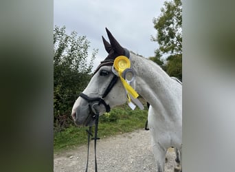 Westphalian, Gelding, 14 years, 16.3 hh, Grey-Fleabitten