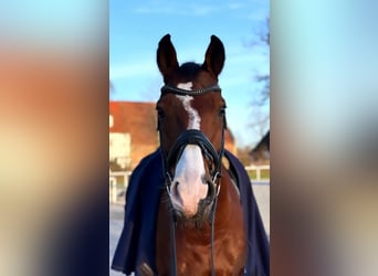 Westphalian, Gelding, 14 years, 16 hh, Brown