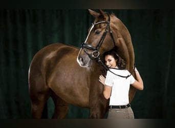 Westphalian, Gelding, 14 years, 17 hh, Chestnut-Red